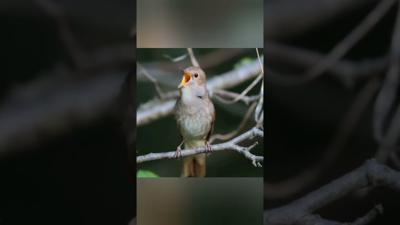 Birdtopia Masteran terbaik pokoknya