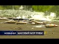 Черевом вгору – вздовж течії Случа масова загибель риби.   Перший Подільський 15.06.2020