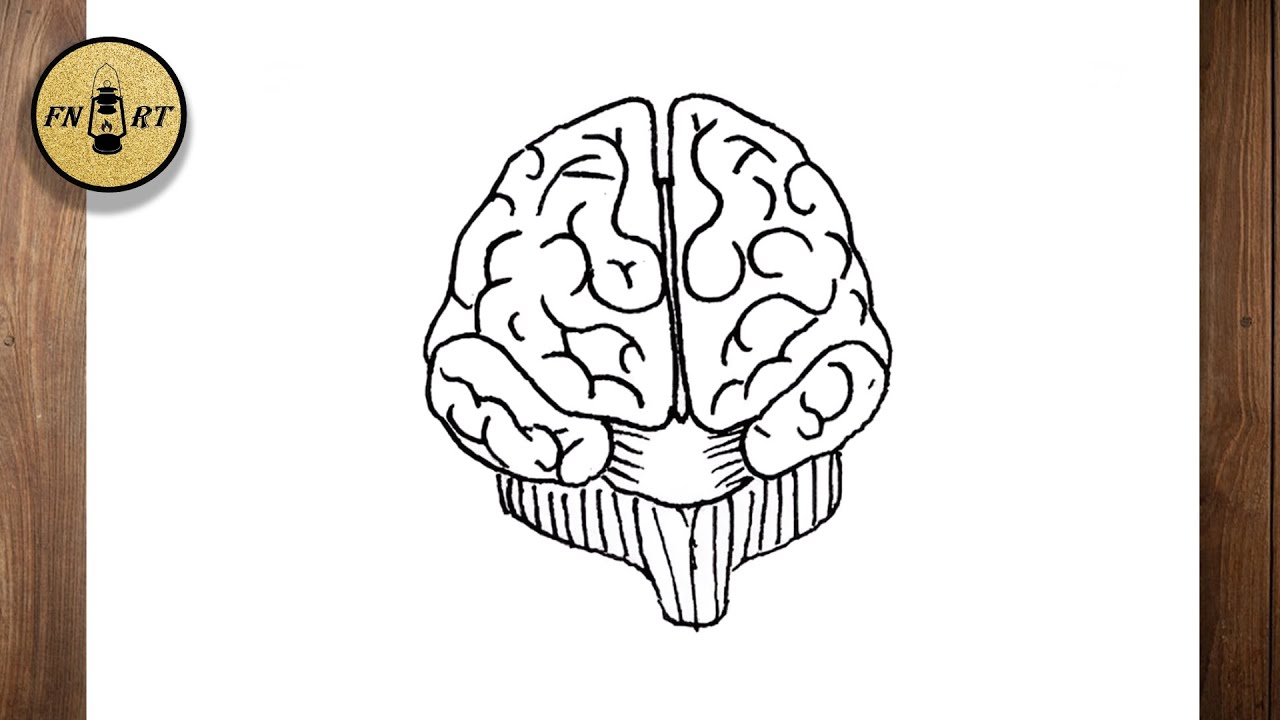 How to draw a brain from the front - YouTube