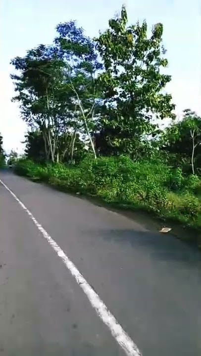 jalan tengah hutan