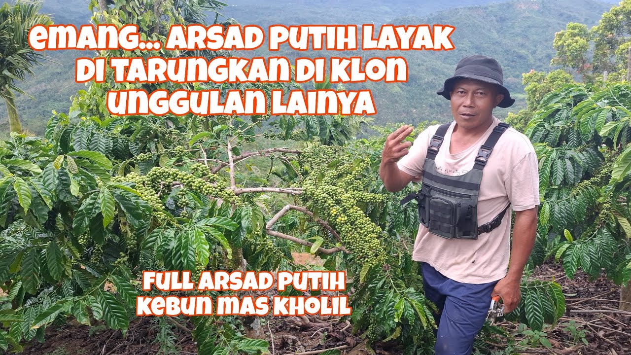 Tidak di ragukan Klon arsad putih tahan kemarau basah😱😱