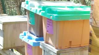 first honeybee swarm capture 2024 tips and tricks #bee #swarm #capture #tips #tricks #honeybee #nuc by Sharp Ridge Homestead 128 views 2 weeks ago 8 minutes, 27 seconds