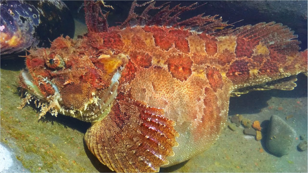 РЫБА превращающаяся в ШАР - удивительные Морские Создания