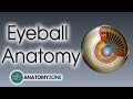 Anatomy Of The Eyeball And Its Functionality