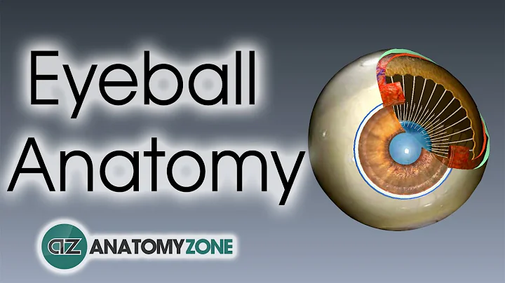 Eyeball Anatomy - DayDayNews