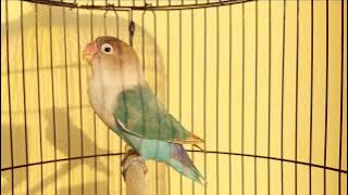 LOVEBIRD figter NGETIK NGEKEK GACOR pendek pendek mampu bikin lb tidak takut untuk ikutan ngekek