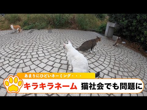 #6『キラキラネーム　猫社会でも問題に　あまりにひどいネーミング』
