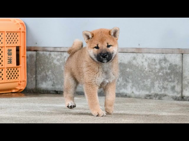 赤柴 ID4584 赤♂ shiba inu puppy red male - YouTube