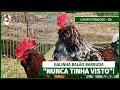 Conheça a História e os Segredos da Galinha Balão e se SURPREENDA | E15