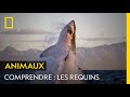 Comprendre  les requins