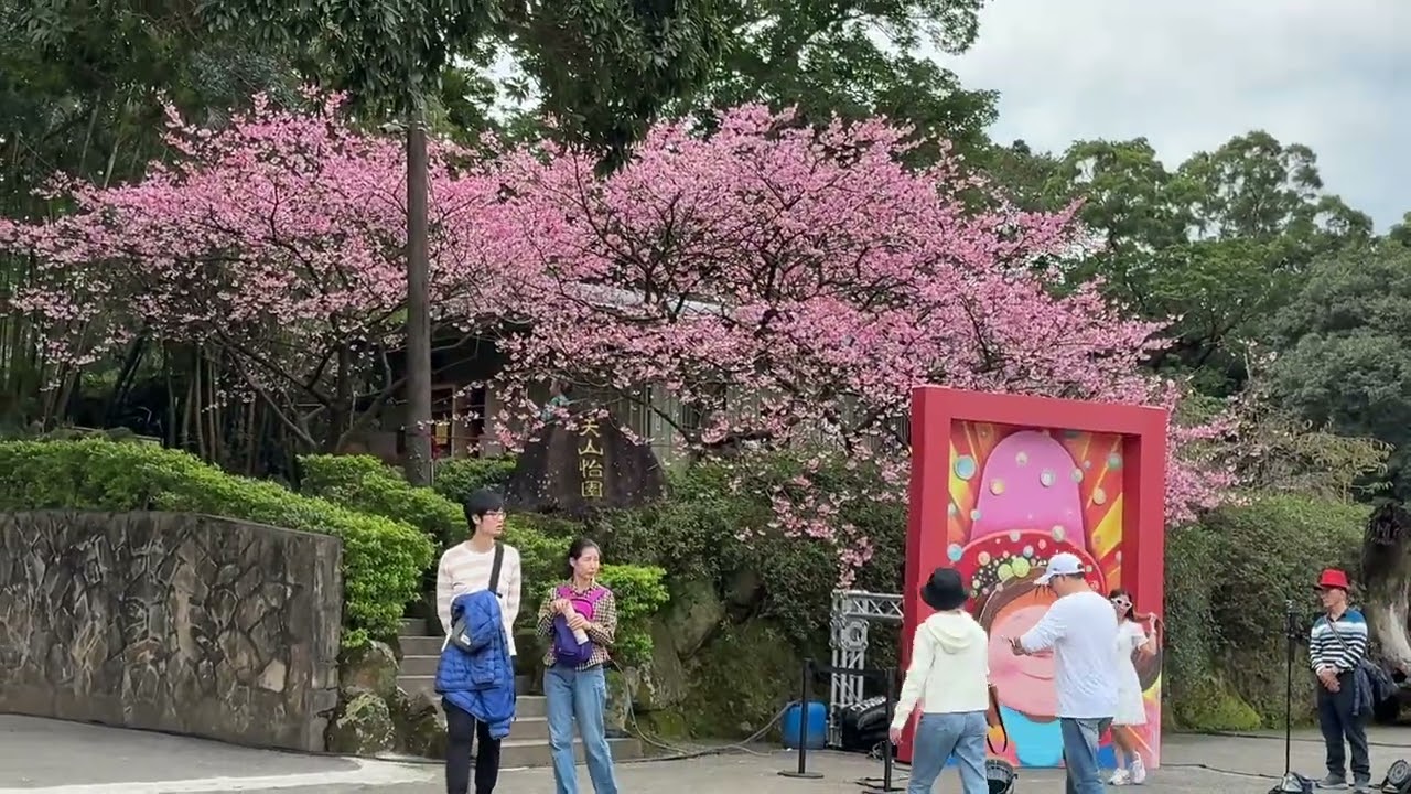 2026/2/5淡水天元宮後花園的櫻花盛開了