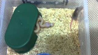 Killer Blast Hatchling Feeding Net Worth