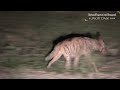 Carnivore stalking carnivore: Striped hyena and leopard