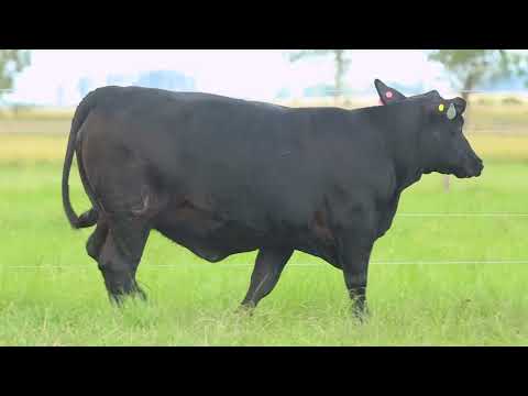 LOTE 165   TAT TE 1760 F Ultrablack