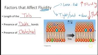 Membrane and Fluidity