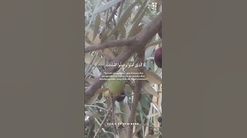 #القرآن_الكريم #القران #صوت_جميل #سورة_التين