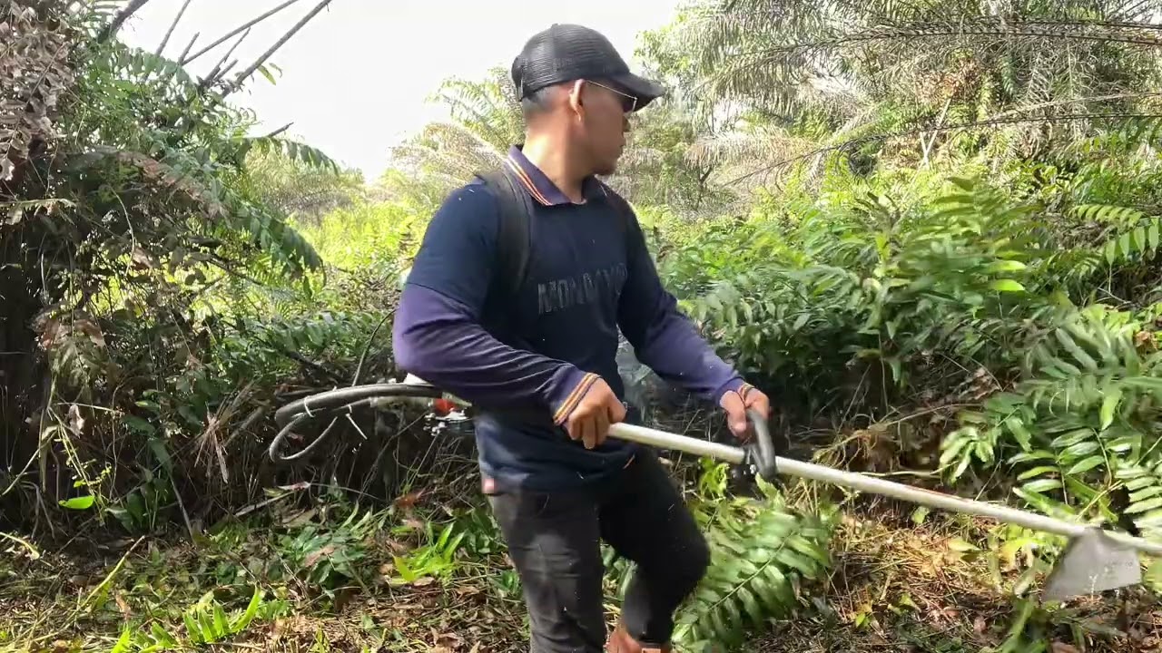 Rumput super tebal || mesin potong rumput murah #tebasrumput #mesinpotongrumput #sawit 