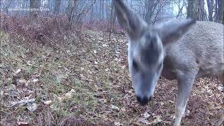 Fauna Selvatica Paludi Va
