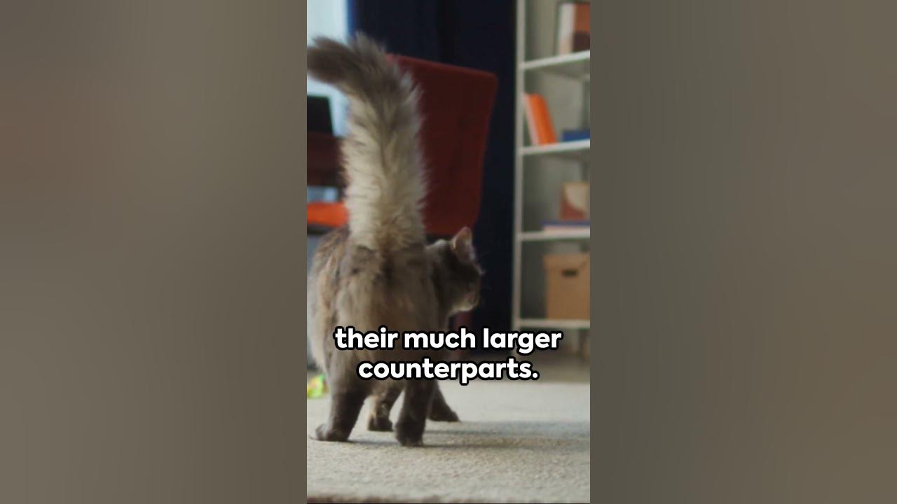 What is common in cats, camels, and giraffes? #catbehaviorist #cat #