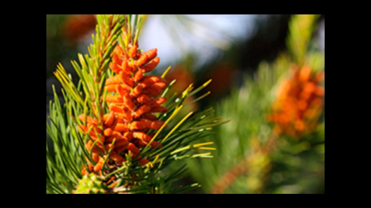 Flores de Bach n. 24 PINE (Pino) rifel