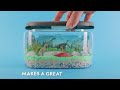NATIONAL GEOGRAPHIC  Light up Dinosaur Sand Terrarium