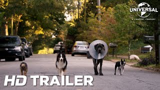 Bande annonce Backstreet Dogs 