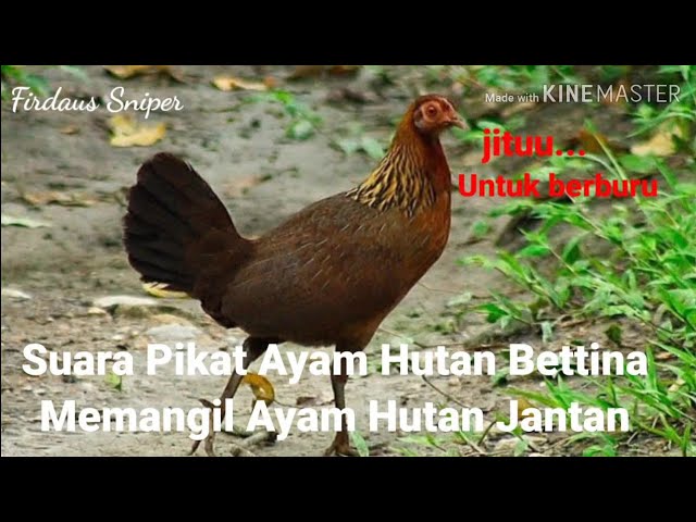 Suara Pikat Ayam Hutan Betina Memanggil Ayam Hutan Jantan class=