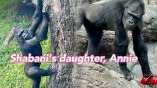 🌷穏やかな春の日行動的なアニー🌷