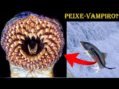 Vídeo: As lampreias podem matar humanos?