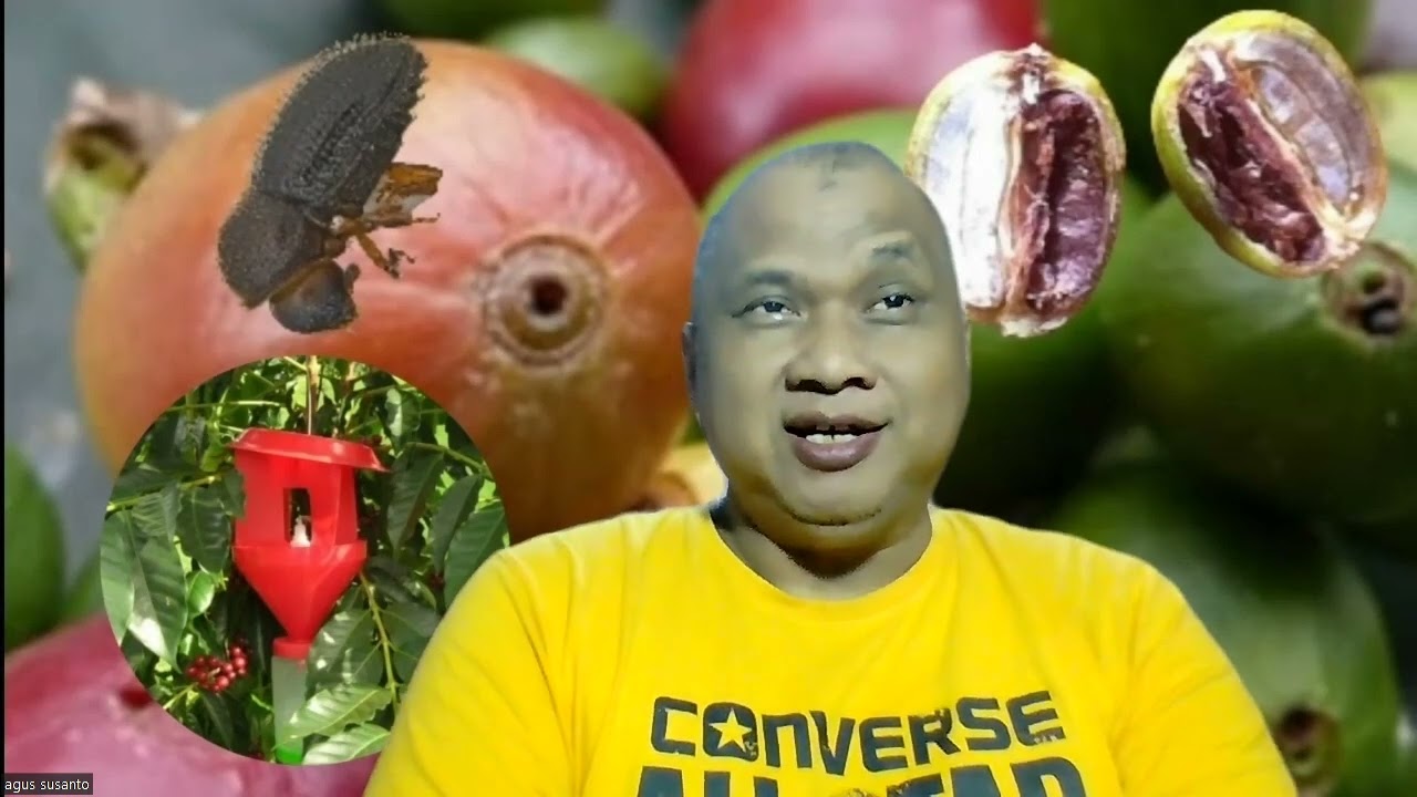 Atraktan : Pengendali Hama Penggerek Buah Kopi !