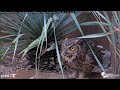 Cornell Lab Great Horned Owl  -Puchacz wirginijski - Mama i jej pociechy 🐥🌹🍀🐥🌹🍀- Karmienie