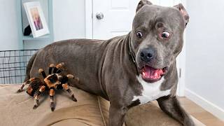 FUNNY Pets Moments That Turn Soft Little Scenes Into Complete Internet Madness 😂 screenshot 5
