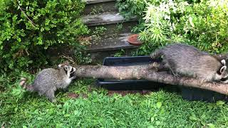 3 Baby Raccoons Exploring Outside for the FIRST TIME!  7/28/2020