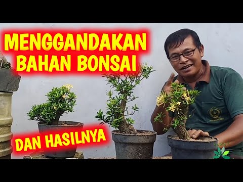 Video: Panduan Pemangkasan Ixora: Bagaimana Dan Kapan Saya Harus Memangkas Ixora Saya