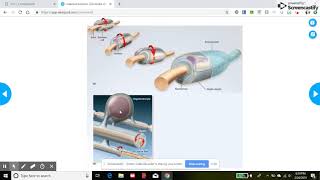 Bio 140 Nervous System Day 1