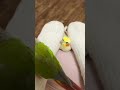 birds being idiots #funny #pets #birds