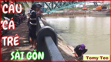 CÂU CÁ TRÊ CẦU MÓNG QUẬN 4 TPHCM | CÂU CÁ TRÊ TRÊN SÔNG SÀI GÒN
