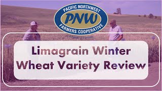Limagrain Winter Wheat Variety Review