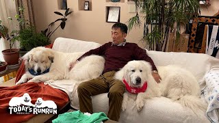 お父さんが帰宅するとベッタリ離れないルンルンとアランです　Great Pyrenees　グレートピレニーズ