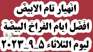 اسعار الفراخ البيضاء اليوم سعر الفراخ البيضة اليوم الثلاثاء ٥_٩_٢٠٢٣في مصر