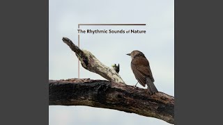 Daffodil Reverie (August) (feat. Martin Reese, Sebastian Flynn & Christian Rizzalli) - Arash Zanganeh