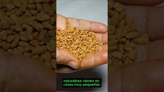 Semillas De Fenogreco Un Aliado Para Tu Salud