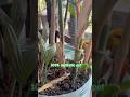 Recycled a water can to make transparent pot for my Areca Palm. Loved the result. #balconygarden