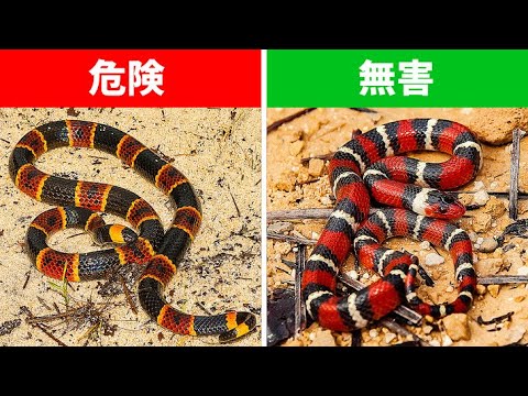 要注意！ 世界中で最も美しく危険な18種のヘビたち