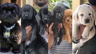 Best Dogs Sale in Pune 🐾 All Over Maharashtra Delivery ✅