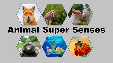 Animal Super Senses! Amazing Information