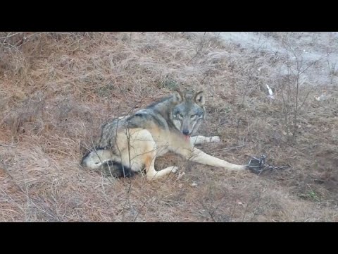 Волк попал в