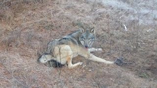 Волк попал в капкан. Только посмотрите, кто пришёл зверю на помощь