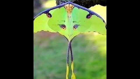 #قراءة من #سورة_هود الآيات (1-40) #صوت الشيخ صلاح بو خاطر