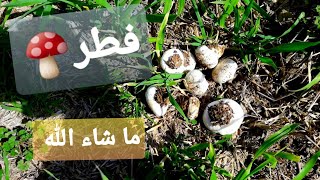 البحث عن الفطر البري ولكيت هواي